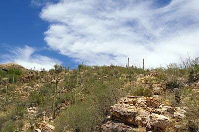 Natural Areas Surround the Home Site