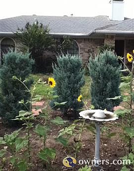 full of Christmas Pines