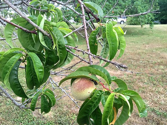 PEACHES