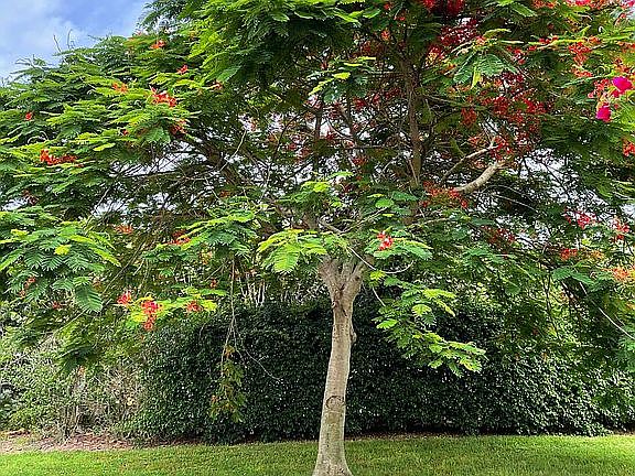 Front Yard