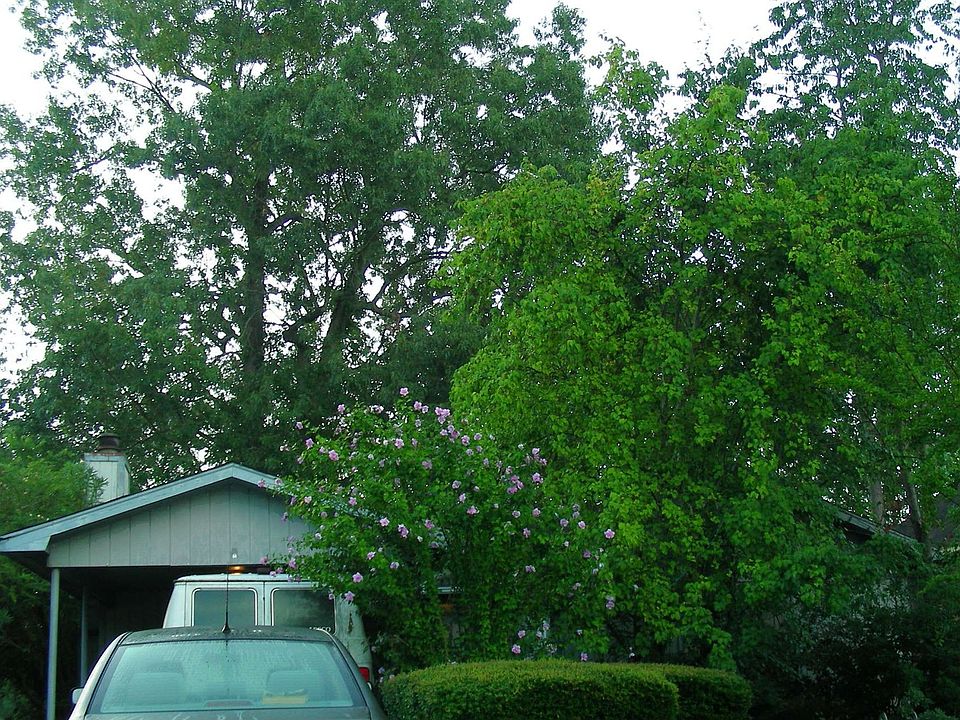Yes, there really is a house hiding behind this lush summer greenery