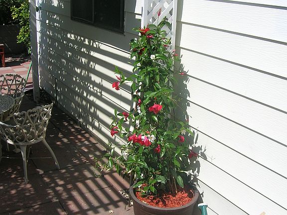 Mandevilla Plant