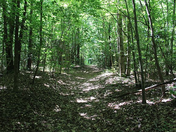 4th image of 629 Baldy Murphy Rd Lot Wp0001