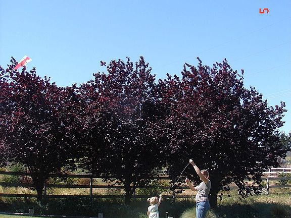 Park like landscaping w orchard