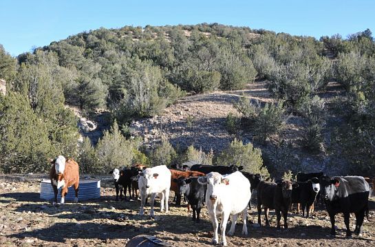 3rd image of Alamo Canyon Road