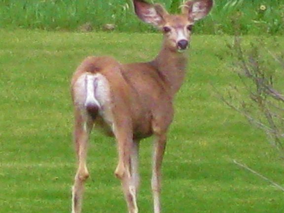 Breathing lawn ornament