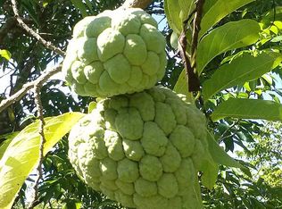 19675 SW 165 Ave, Miami, FL 33187