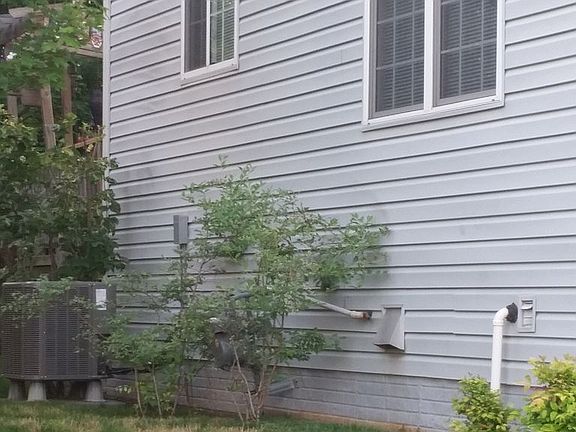 Blueberry and lilac bushes