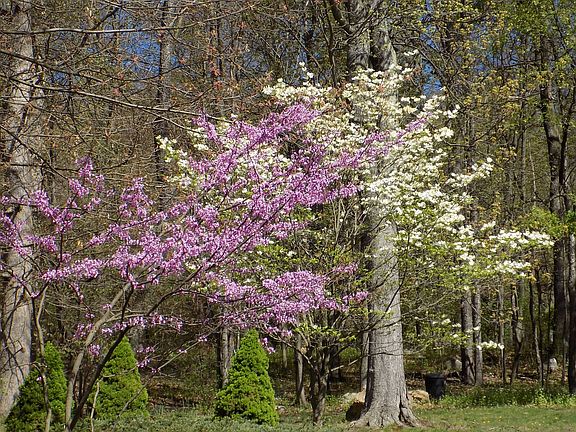 Redbud and dogwood trees