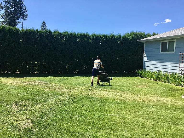 Happy back yard! The hedge makes it feel very green and welcoming.