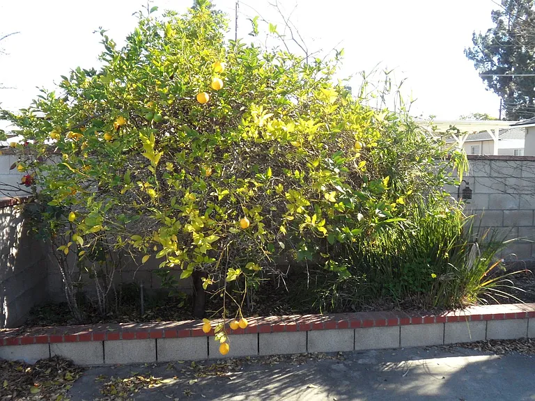 445 N Pine St — Photo 30