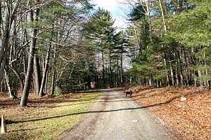Country road up to the house
