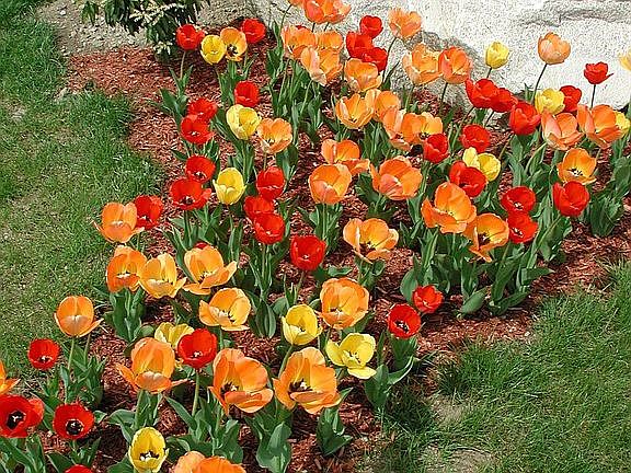 Tulip garden in sideyard