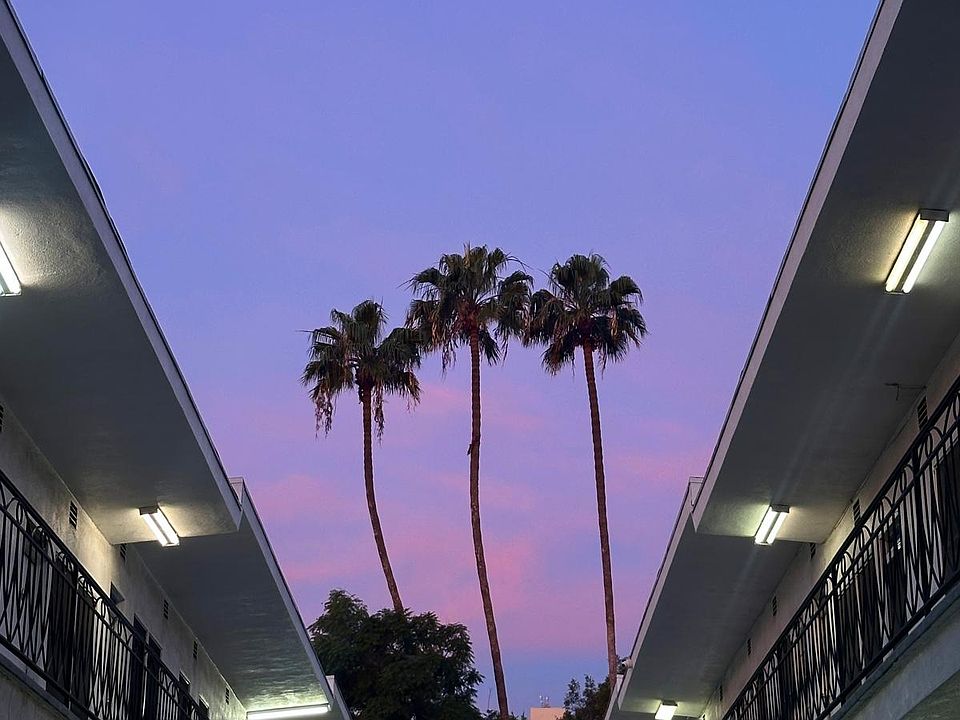 palm tree view