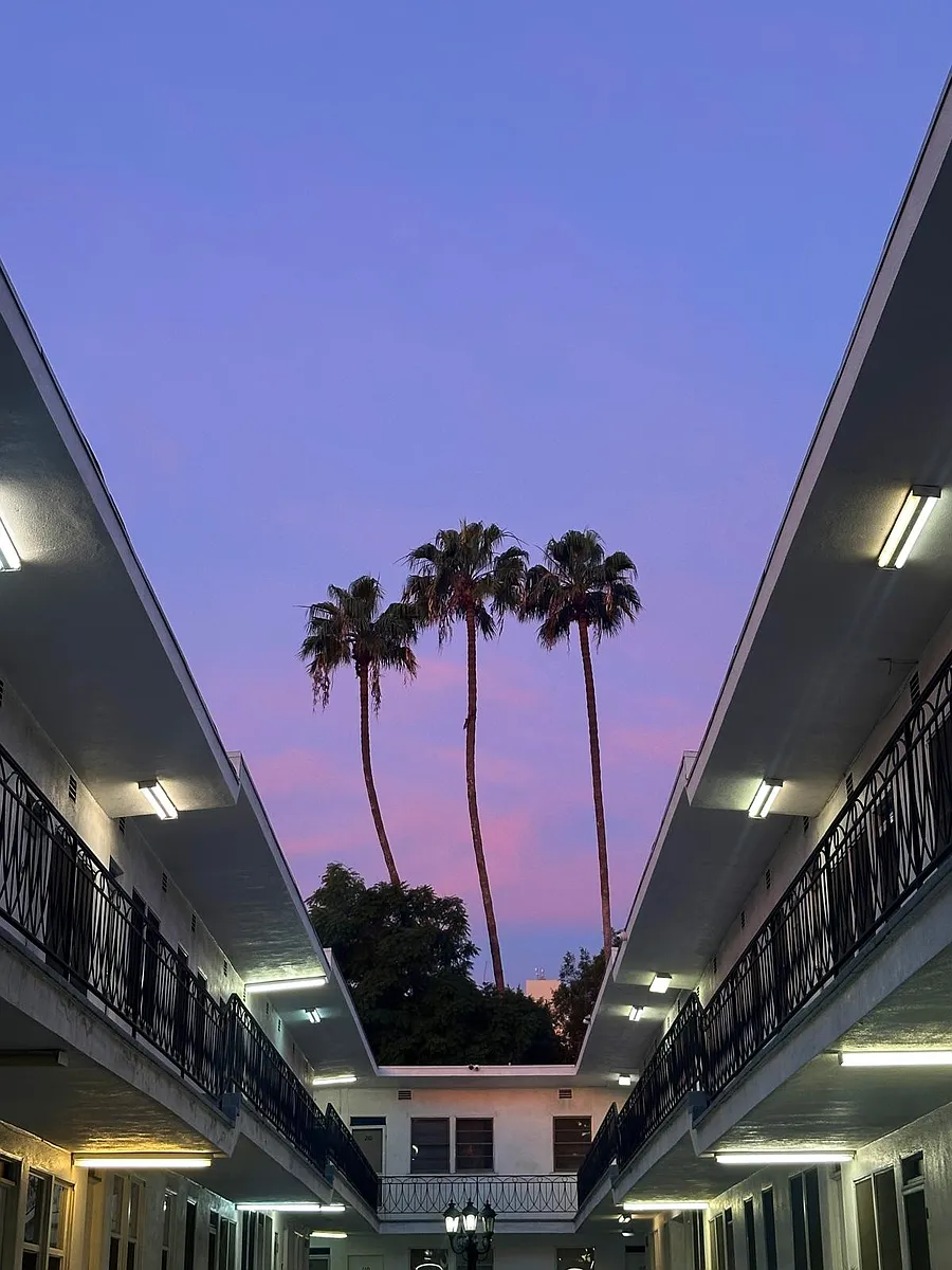 palm tree view - Sycamore Garden