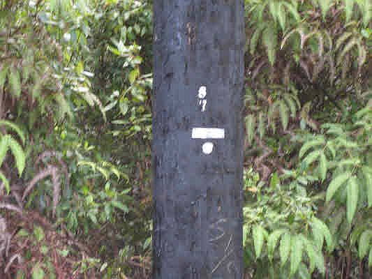 2nd image of Hibiscus St Lot 7622