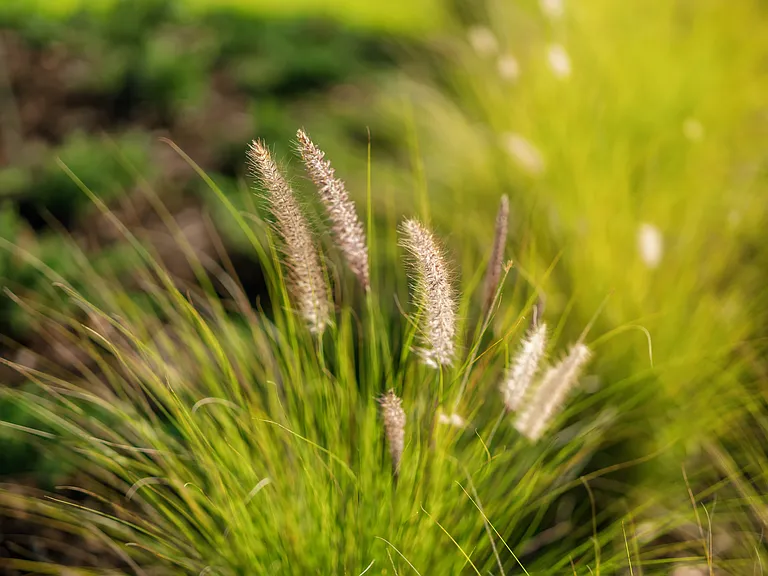 Isla Palmetto — Photo 20