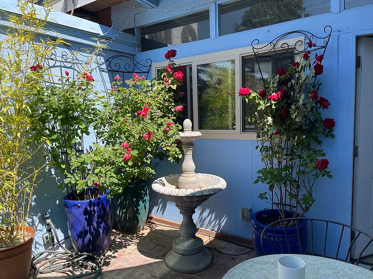 Roses in bloom in private courtyard