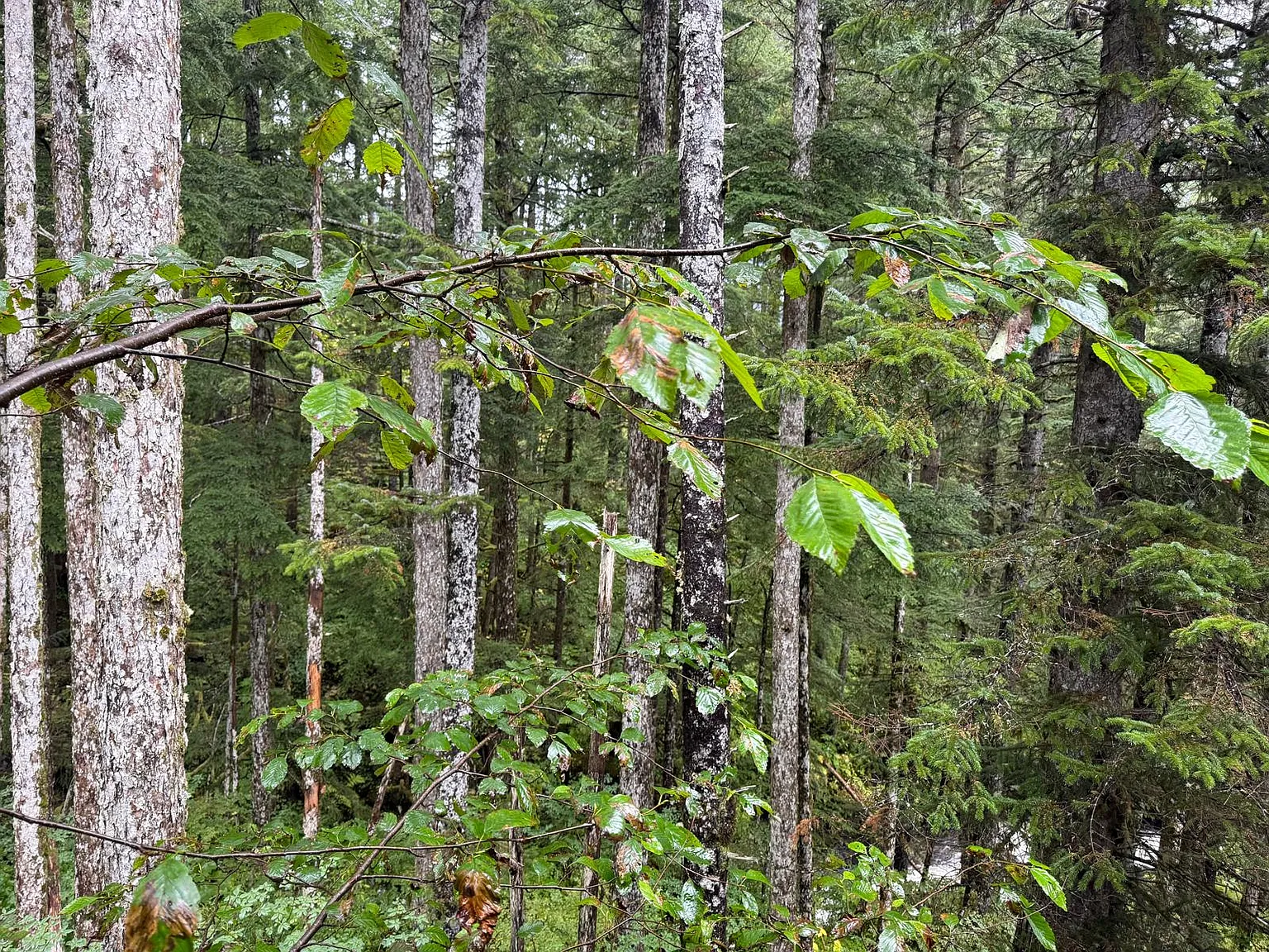 Great Western St, Juneau — Photo 2