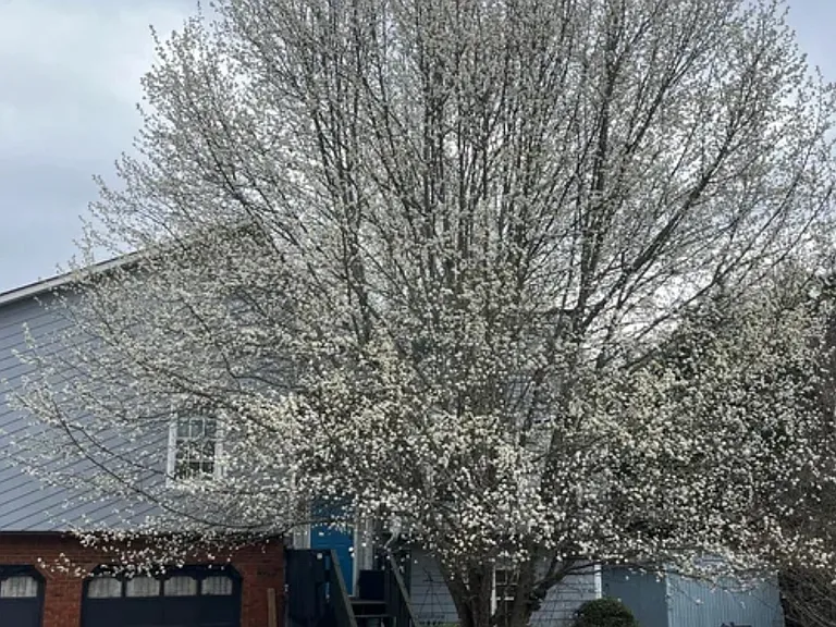 Kings Hwy — Photo 17