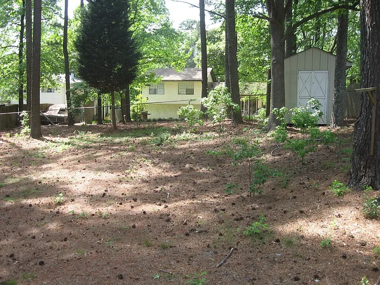backyard