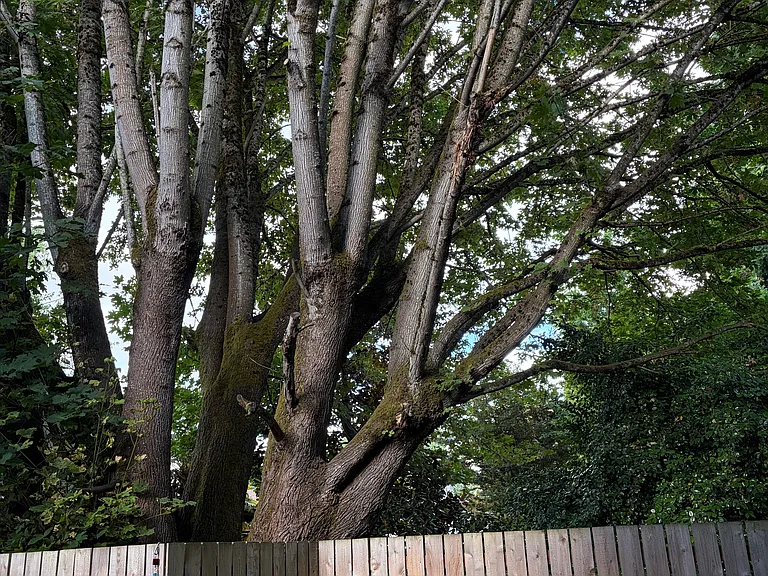 View from the backyard