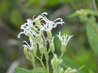 630 NW Buena Vista Rd, Dunnellon, FL 34431