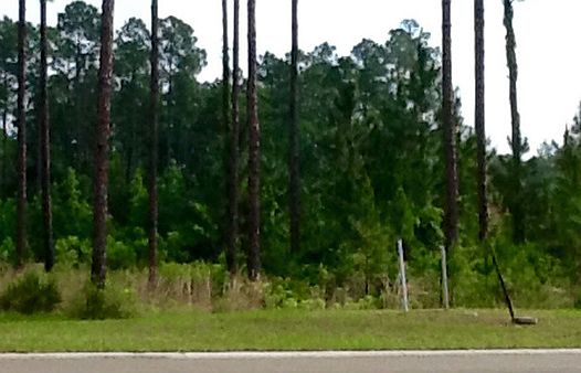 1st image of 95188 Amelia National Pkwy