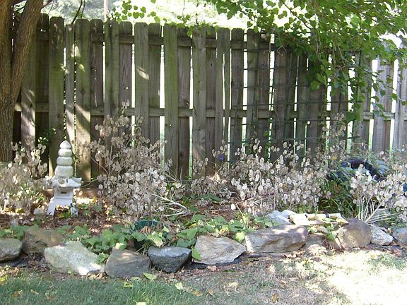 Privacy Fenced Yard 1/2 acre