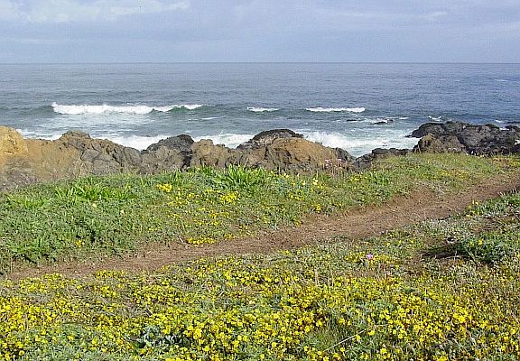 nearby wildflowers on bluffs