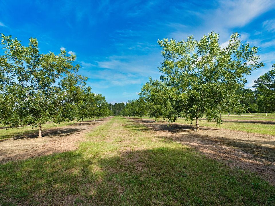 2017 planted pecan trees
