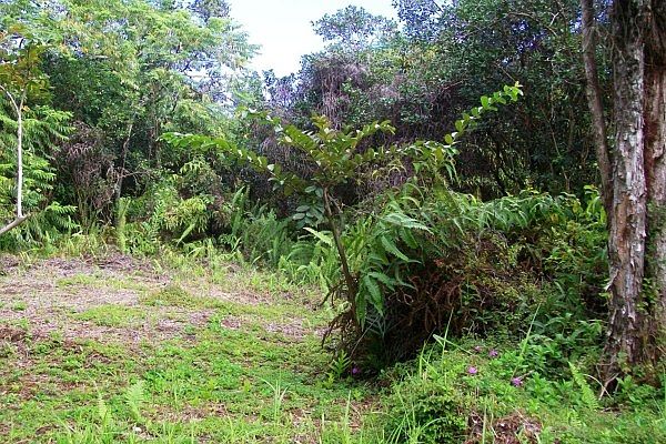 1st image of 865 Manono St Lot 1236