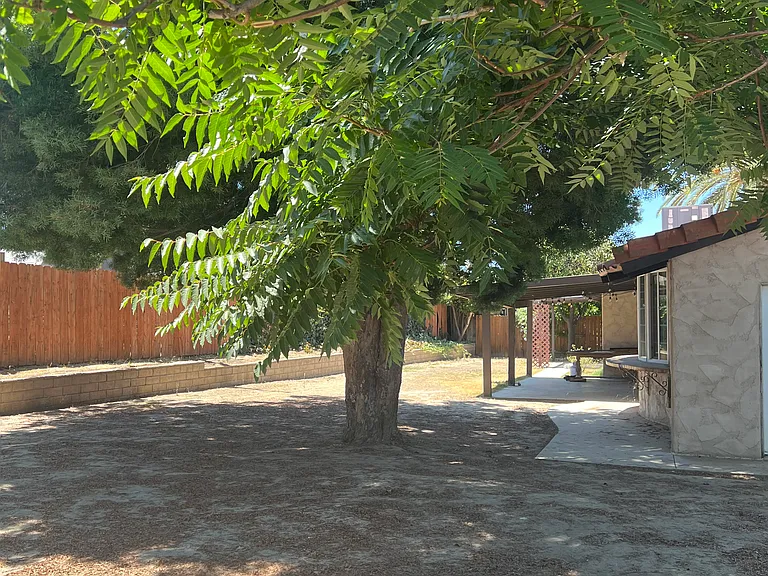 Back yard