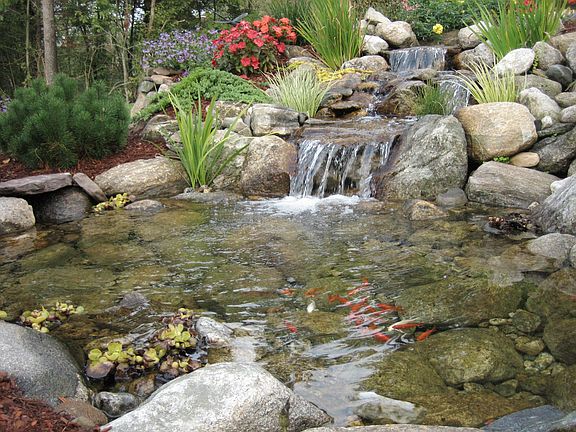 backyard fish pond