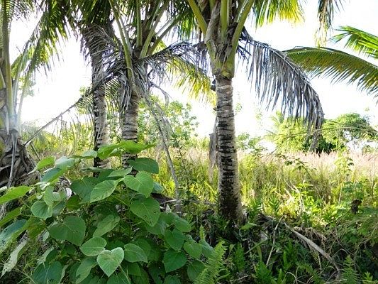4th image of W Pohakupele Loop Lot 189
