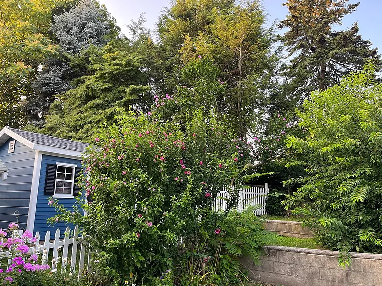 Back garden has many Rose of Sharon trees
