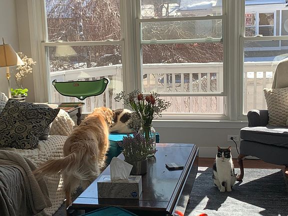 Living room and pets