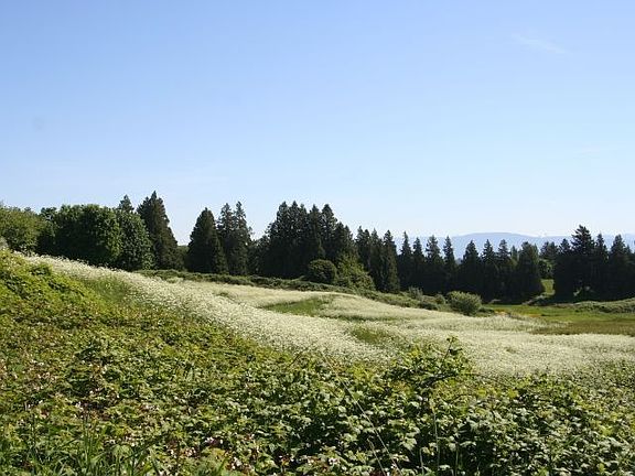 Looking south across property from the north boundry.