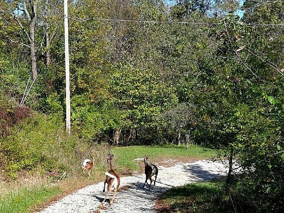4th image of 9874 Horseshoe Ln Lot 111