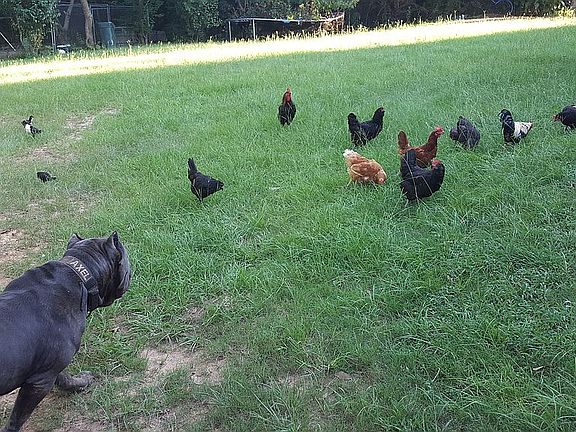 Farm life on 6 acres