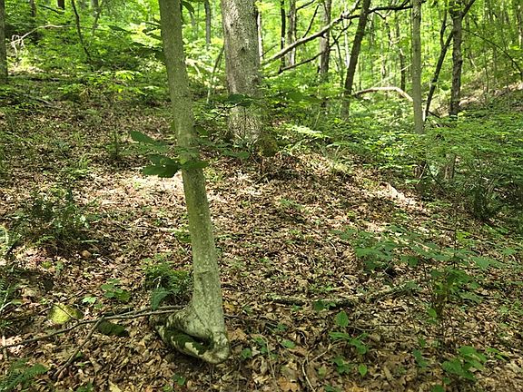 4th image of 0 Dutch Ridge Rd