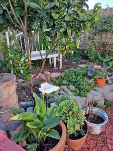 1247 Driftwood St, Grover Beach, CA, 93433