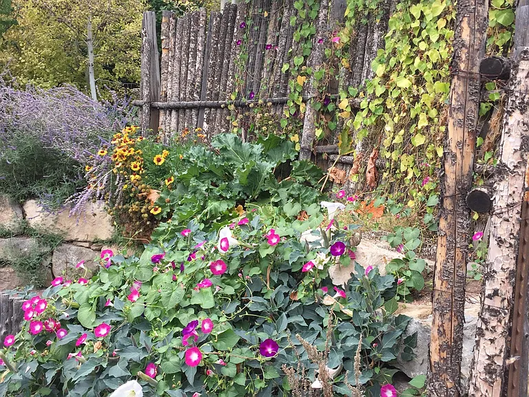 Morning glories
