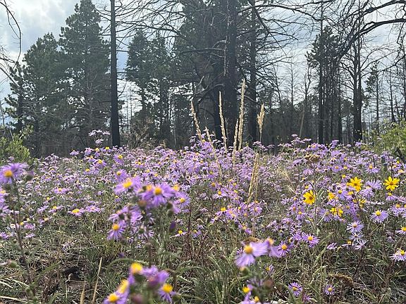 3rd image of LOT 542 Forbes Rd