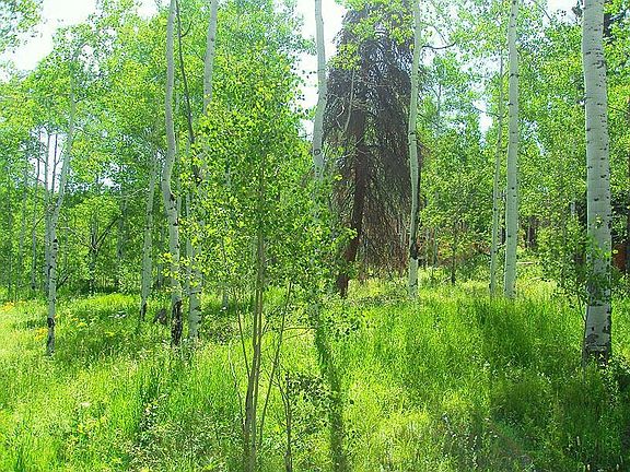 beautiful wooded lot