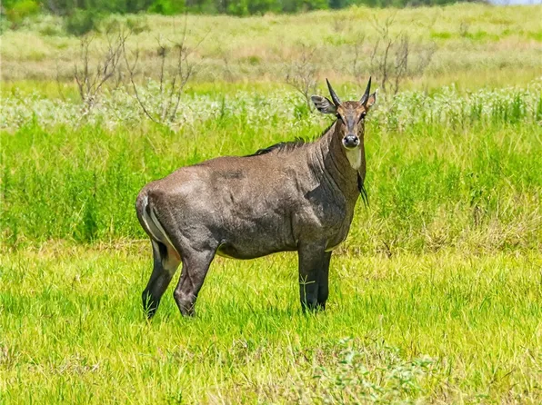 Zinnia Rd, Raymondville, TX 78580