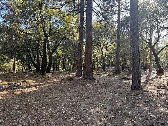 3rd image of Pine Cone Lane