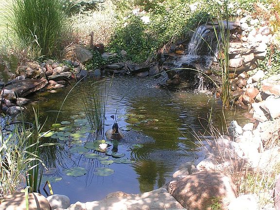 Pond