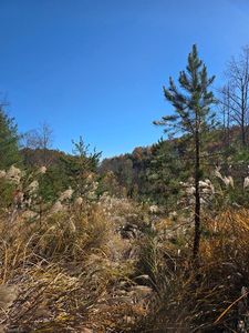 Browntown Rd Lot 2, Millers Creek, NC, 28651