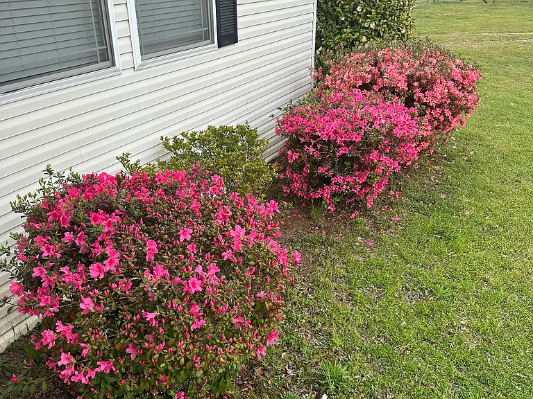 Front yard foliage.
